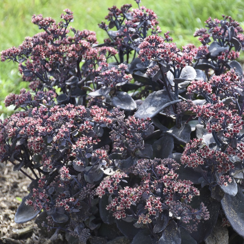 Rock N Grow&reg; Back in Black Sedum