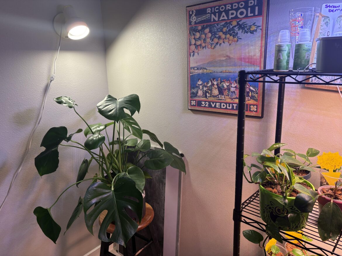 Will my Monstera Deliciousa get good enough lighting here?