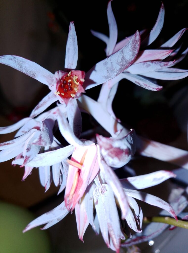 Kept the death bloom in water