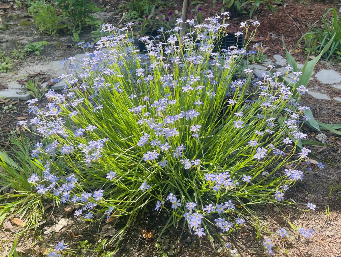 Blue Eyed Grass Popping Off!