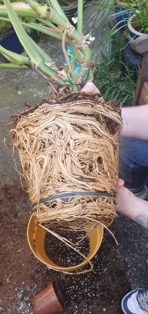 Root bound!