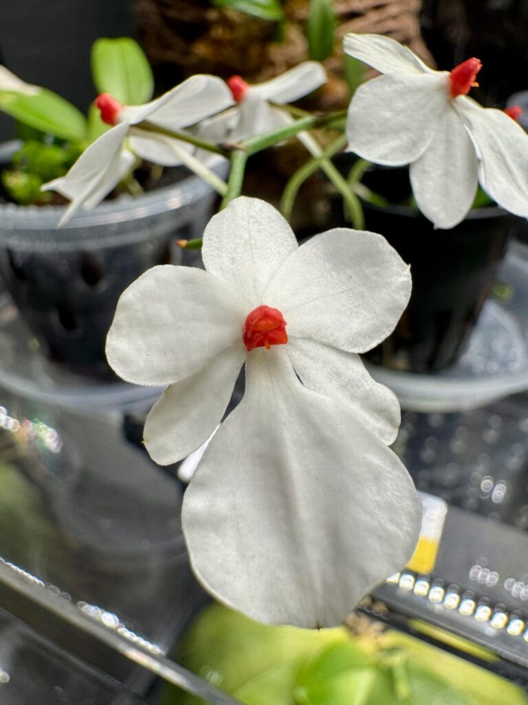 Aerangis luteoalba var. rhodosticta — a cute miniature Angraecoid! 🥰