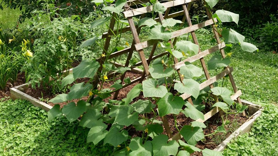 Raised bed vegetable planter with trellis.
