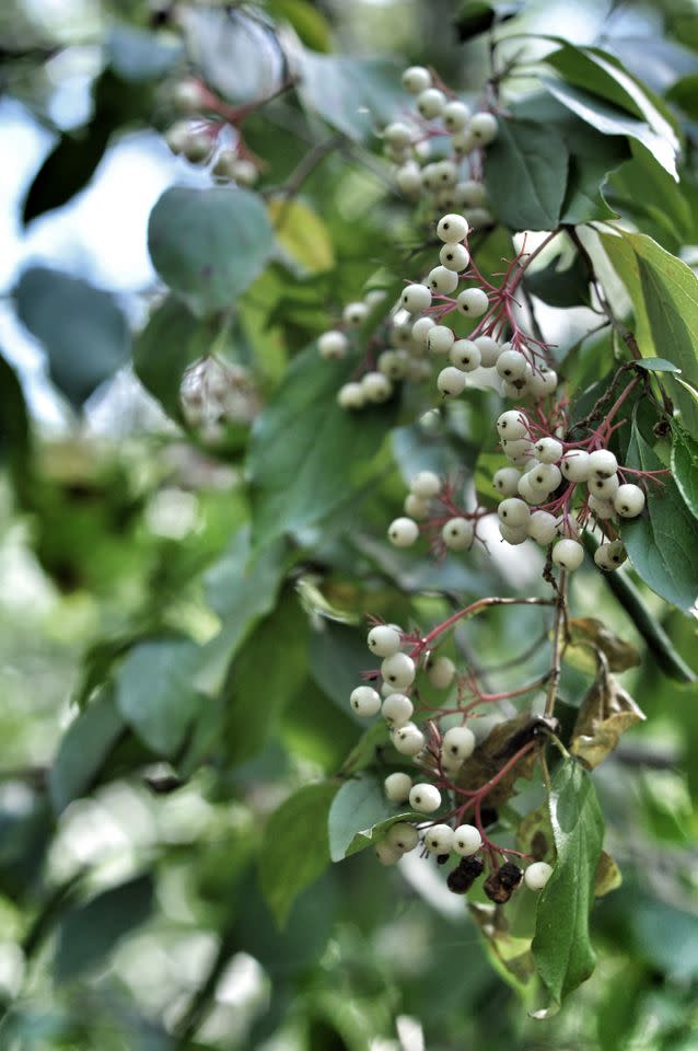 Berries on a gray dogwood shrubCredit: S / Getty Images