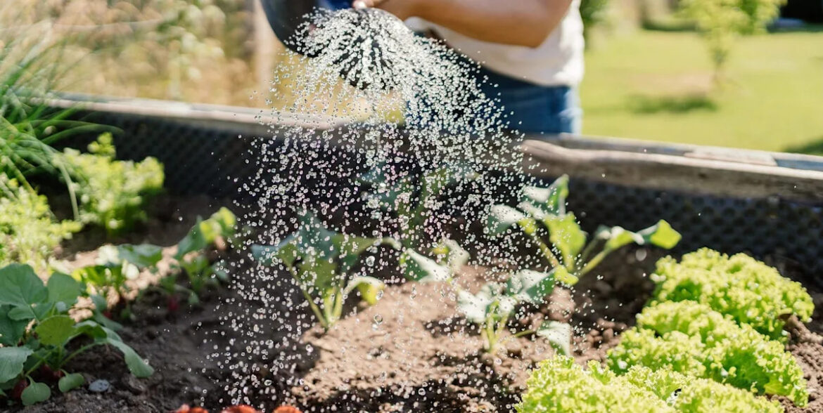 Raised beds vs in-ground: The best way to grow vegetables in your garden Raised beds vs in-ground: The best way to grow vegetables in your garden