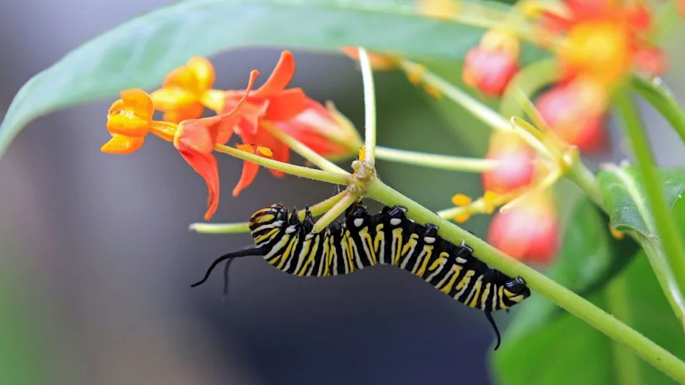 Black and yellow caterpillar on milkweed flower.