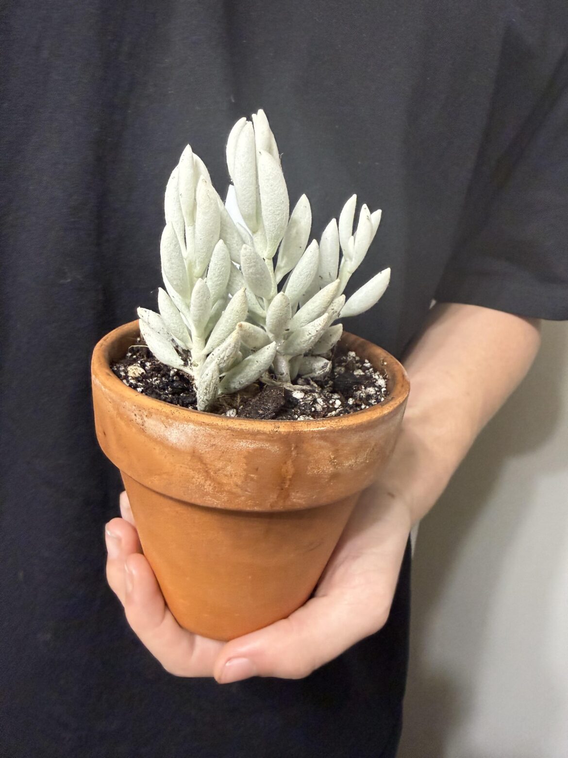 New addition, I’d never seen it before so I picked it up. senecio haworthii