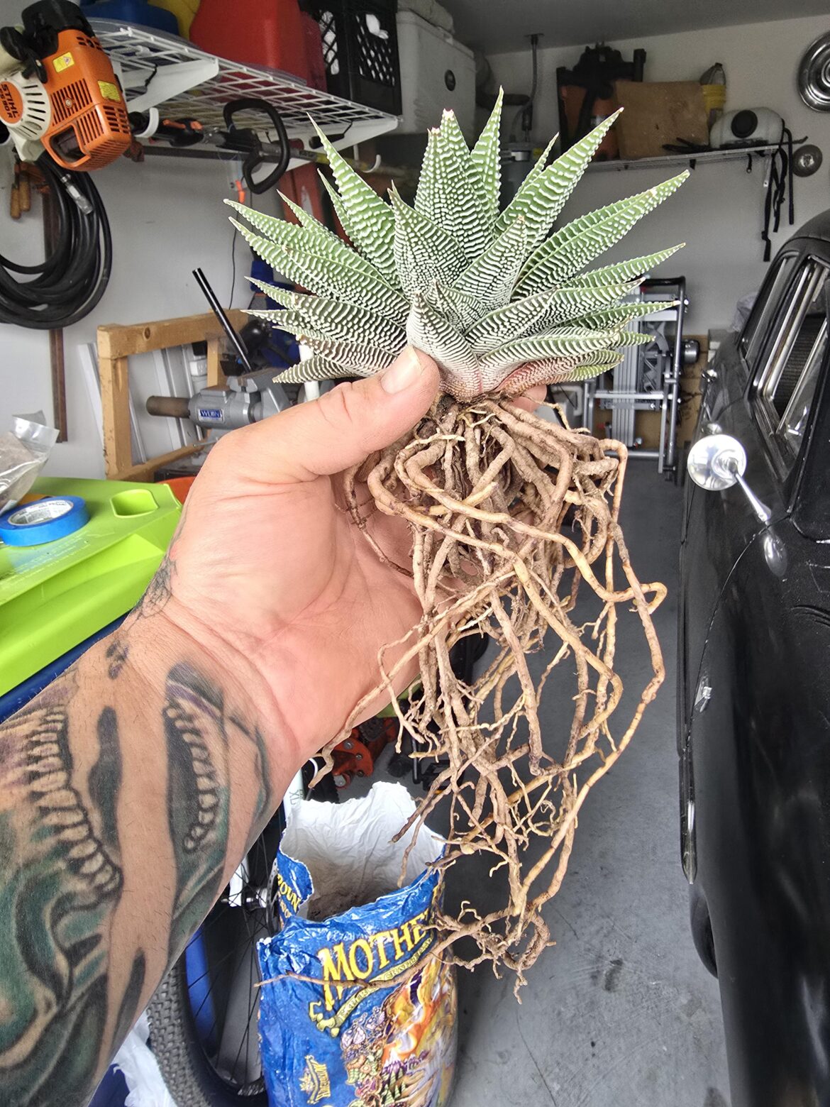 A little root porn