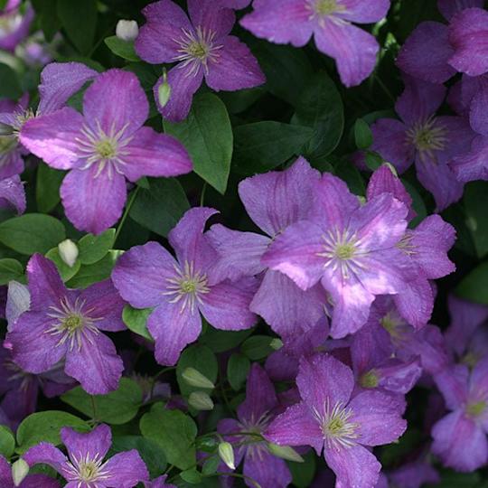 Jolly Good™ Clematis