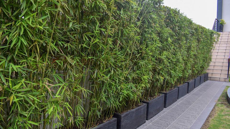  Dragon head bamboo planted in containers along a pathway. 