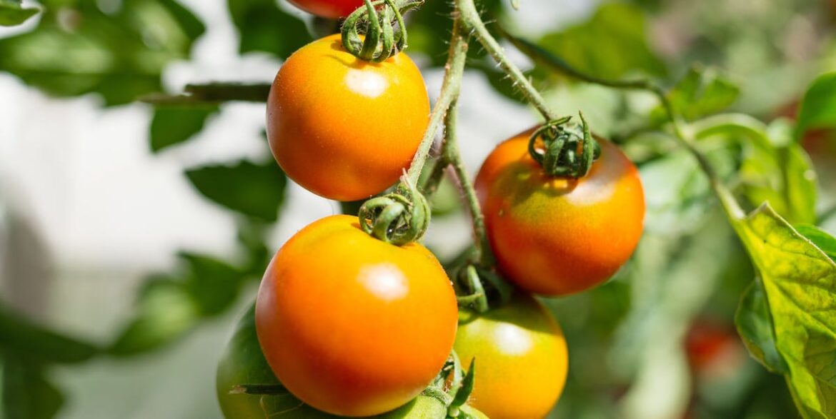 The Only 5 Vegetables You Should Plant In A Small Garden Now The Only 5 Vegetables You Should Plant In A Small Garden Now