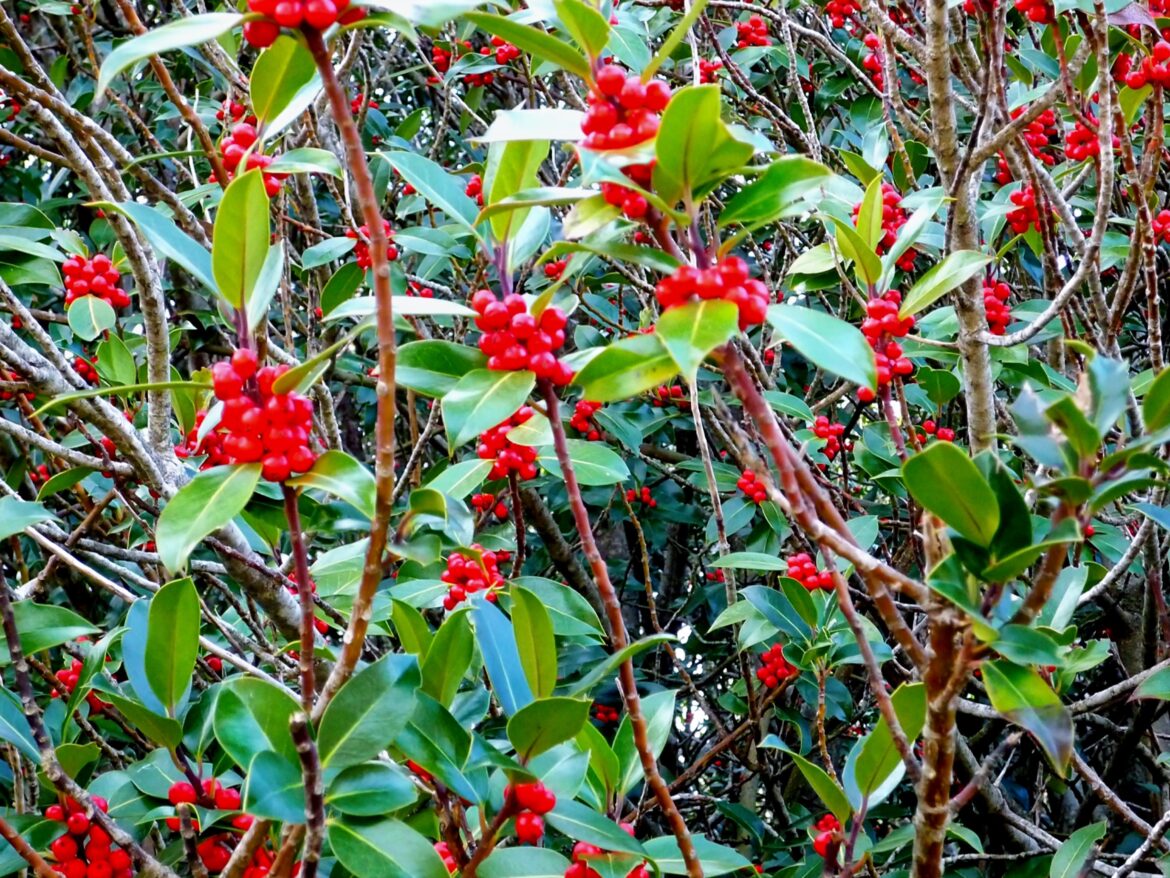 ACEBO(Ilex aquifolium)[OC].