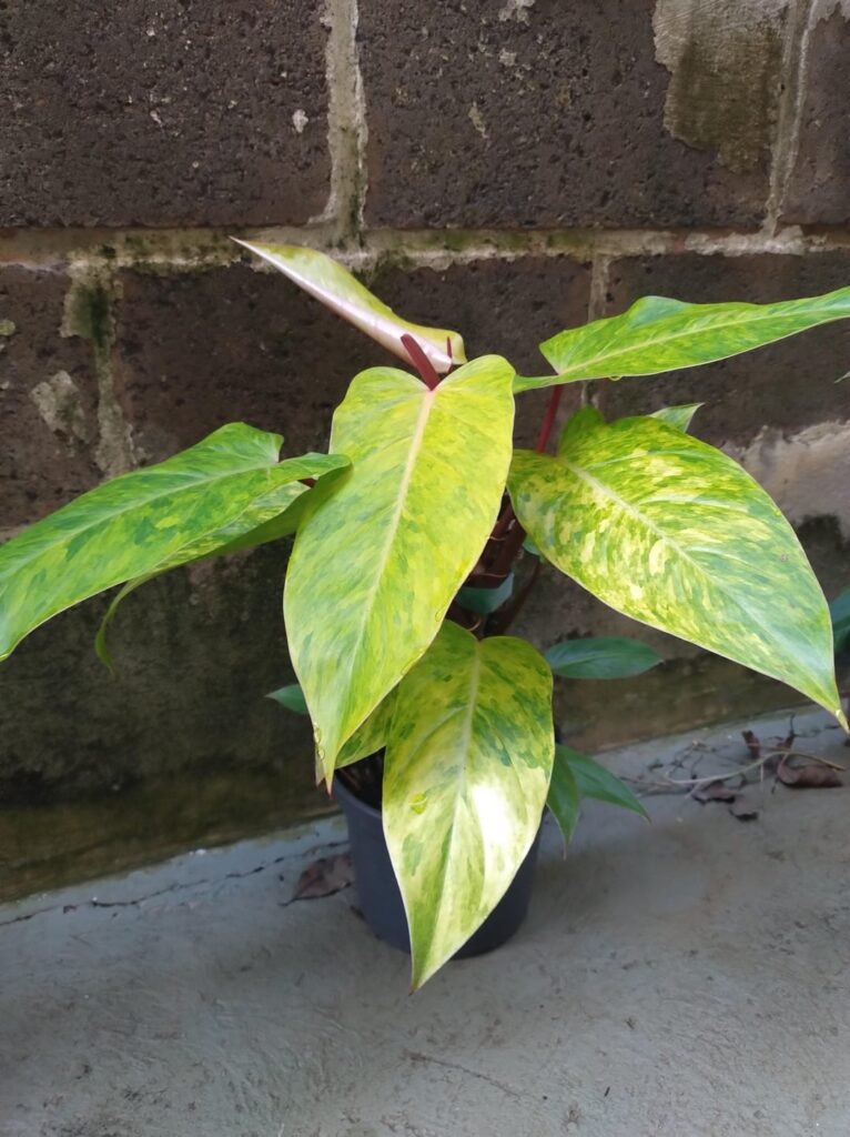 Philodendron painted lady