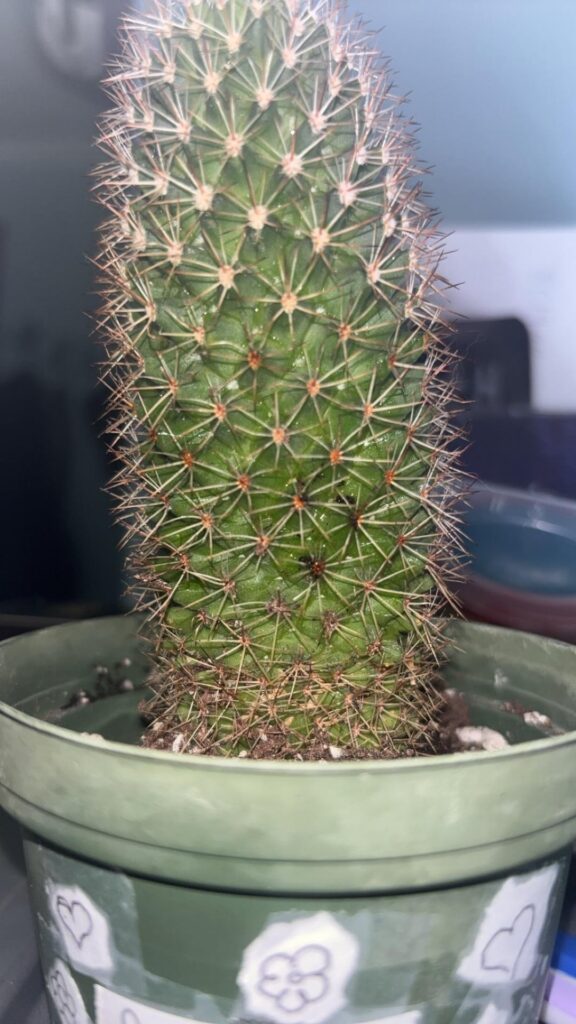 Cactus dying?