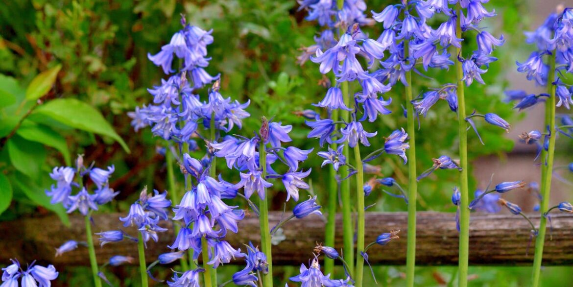 How to Spot Spanish Bluebells Before They Take Over Your Garden How to Spot Spanish Bluebells Before They Take Over Your Garden