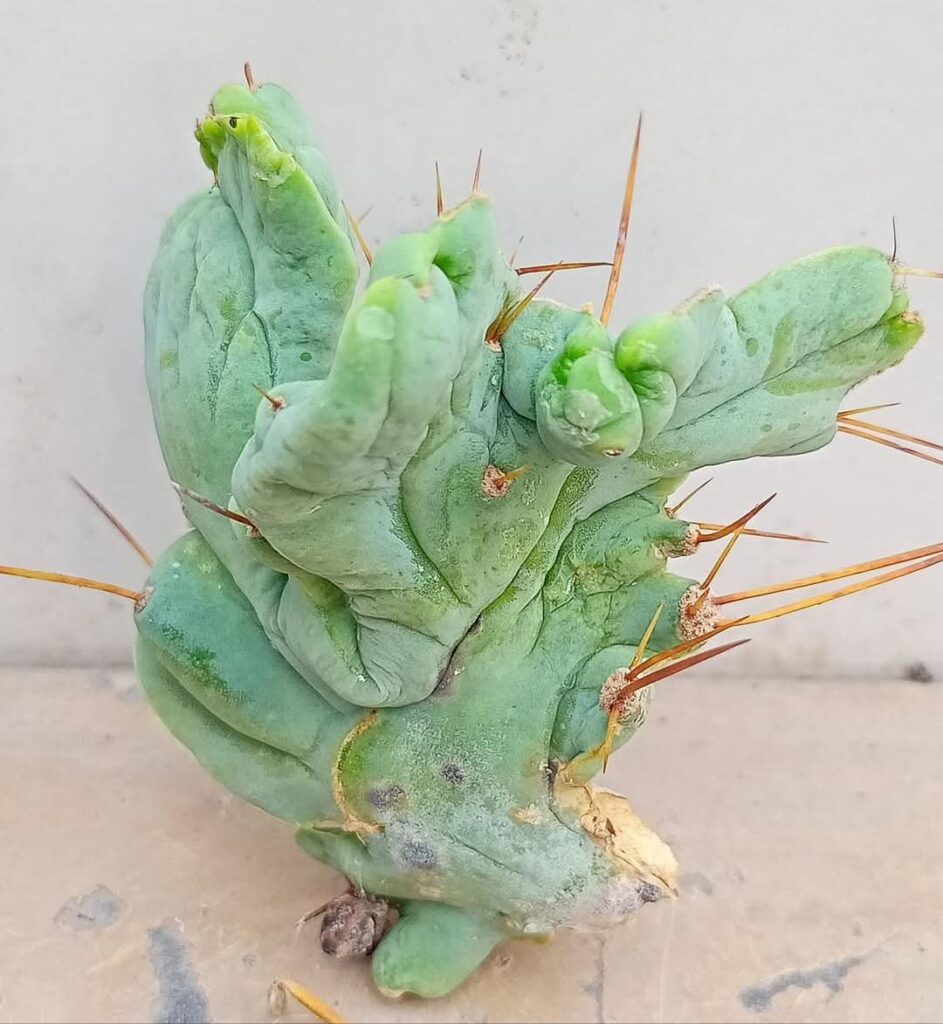 ID request, ?