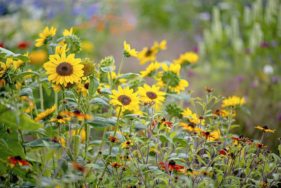 sunflowers