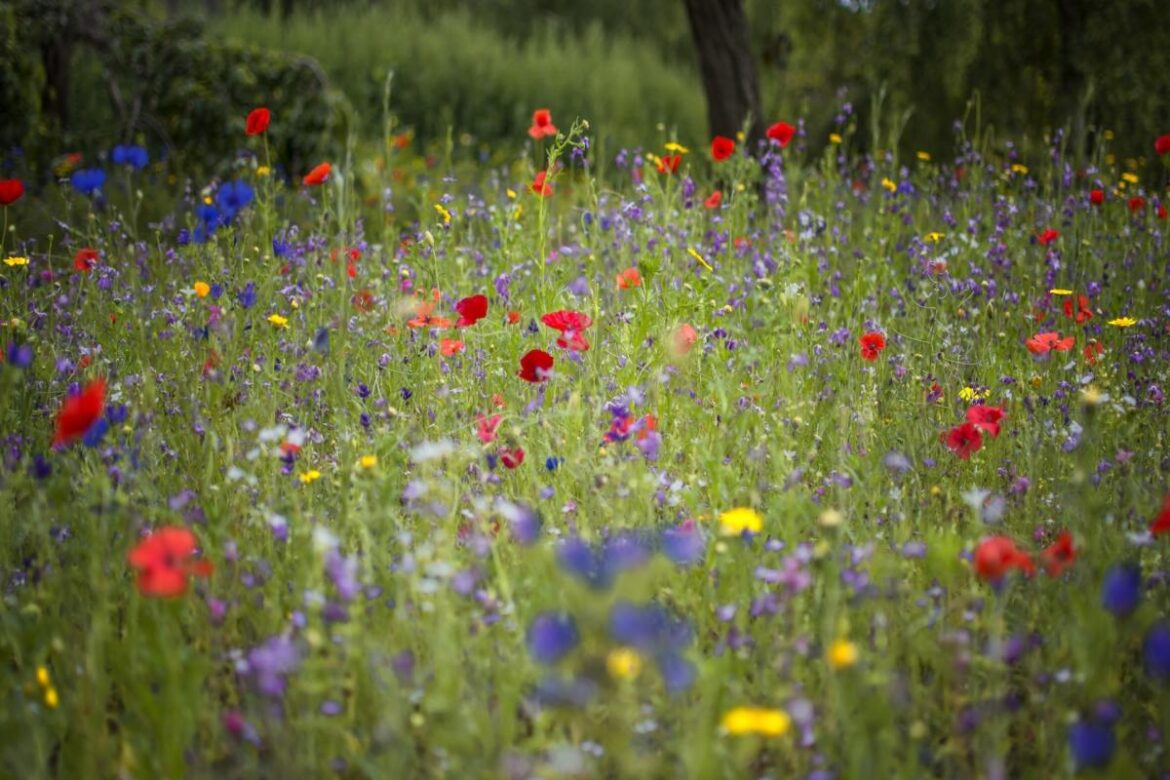 Garden makeover competition offers transformation worth thousands Garden makeover competition offers transformation worth thousands