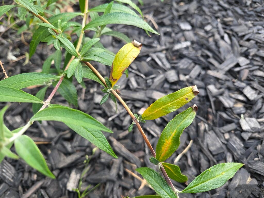 What's wrong with my butterfly bush?