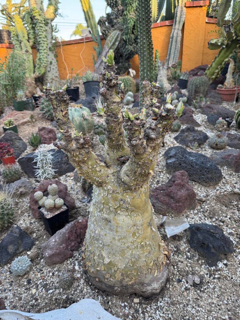 Big Bertha Leafing Out