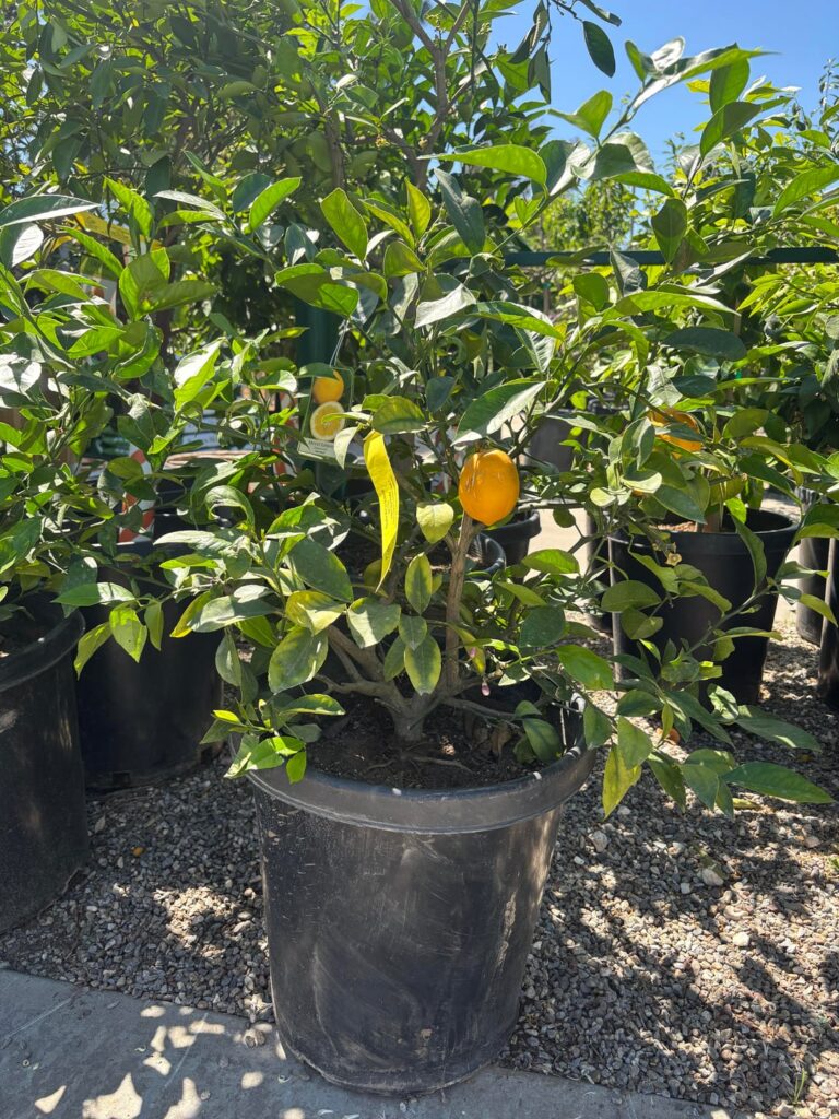 Potential in this nursery stock?