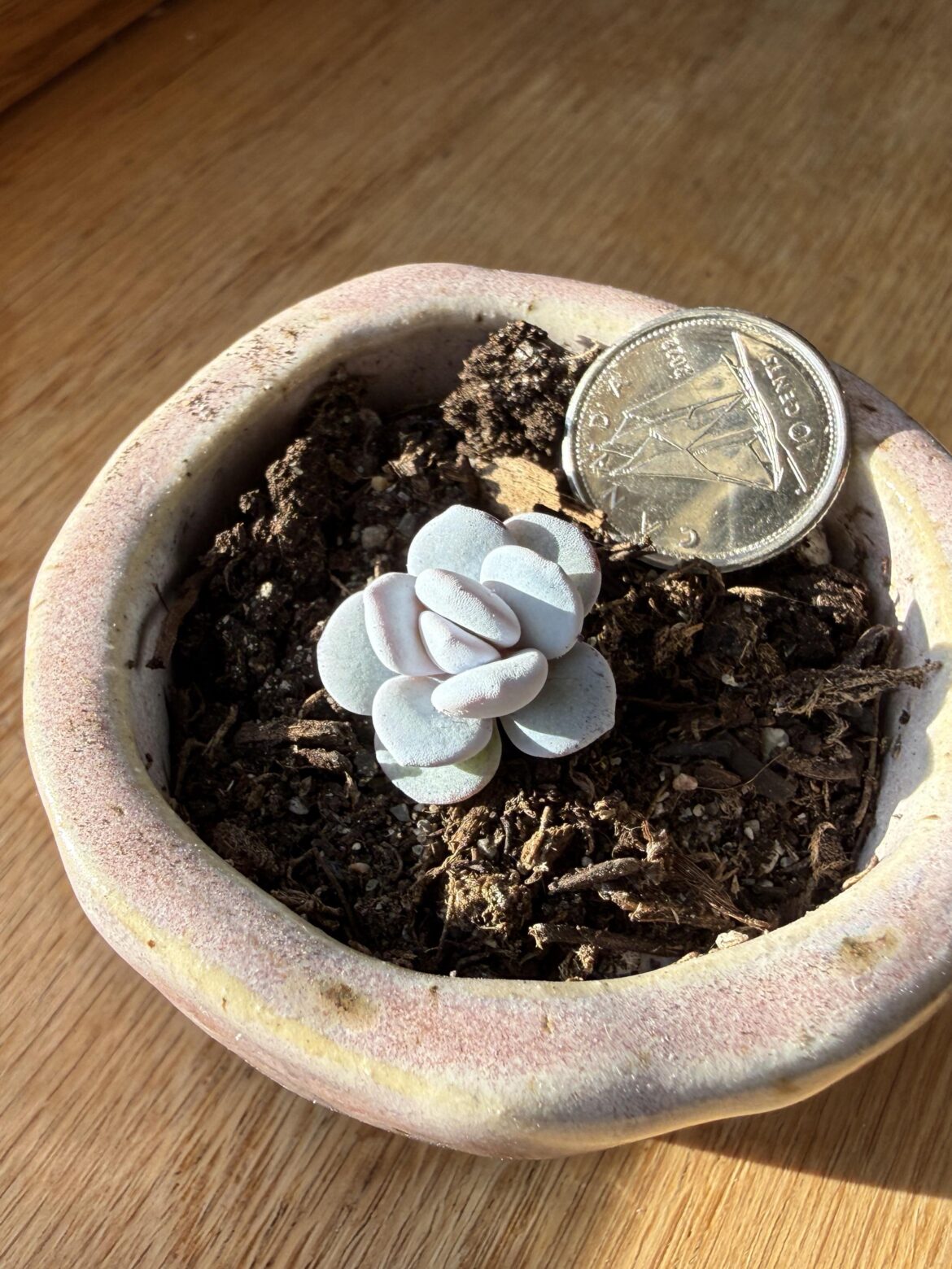 1.5 year old Echeveria 'Ice Berry' Hybrid