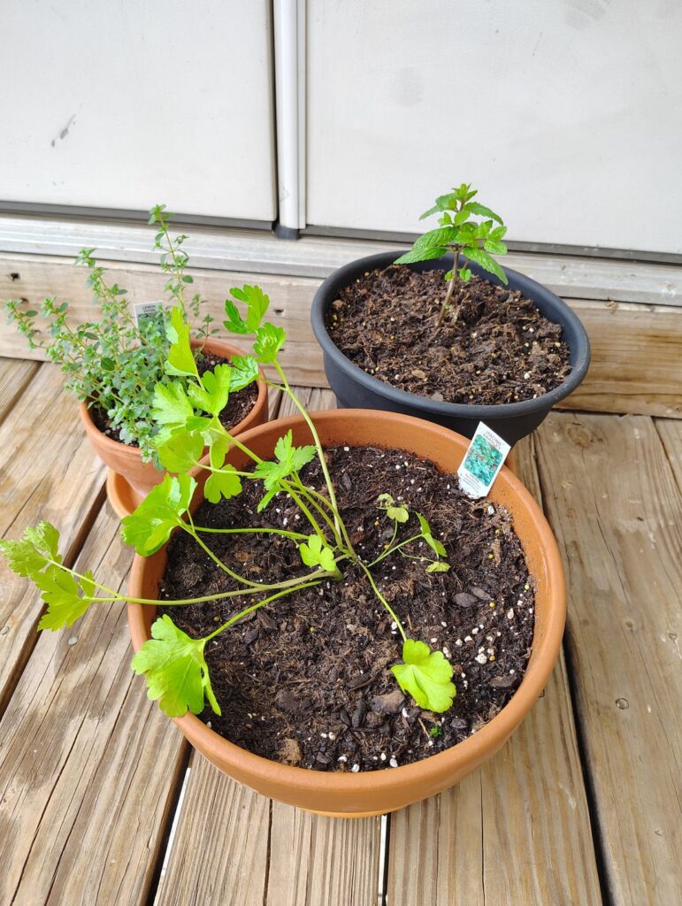 Should I trim this parsley? Should I trim this parsley?
