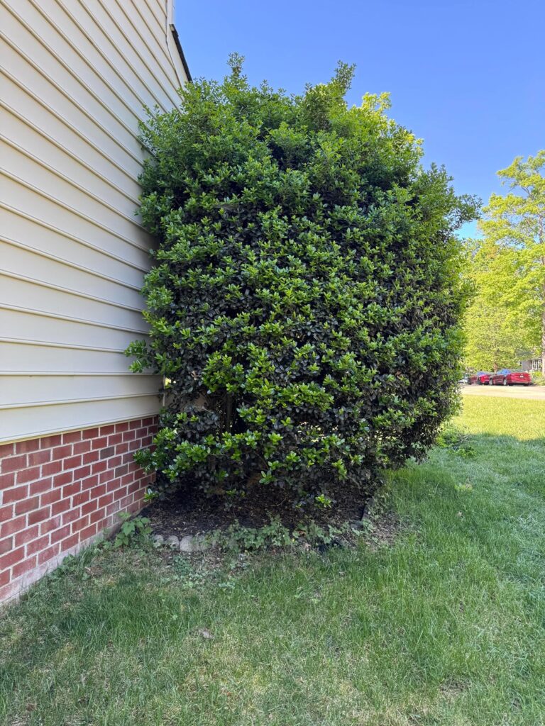 Lop or remove this holly?