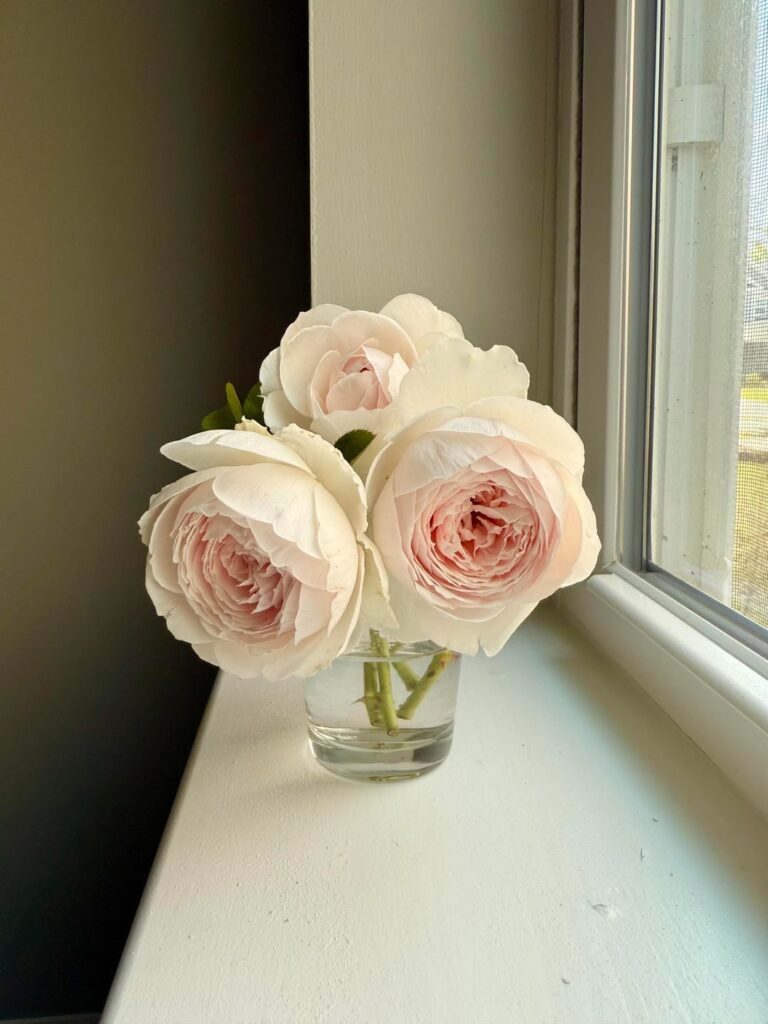 My earth angel finally bloomed 🥹