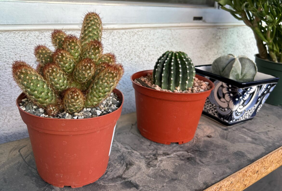 Saturday Morning Collection
