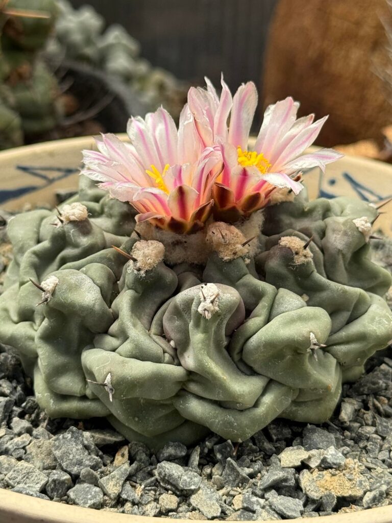 Thelocactususus’