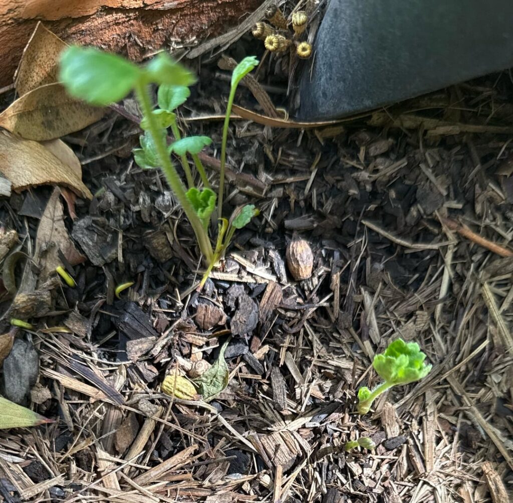 I left my ranunculus in the ground since last year