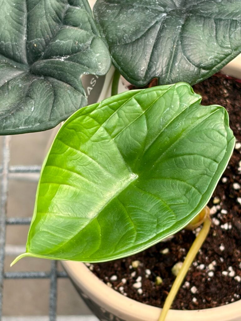 ID please!