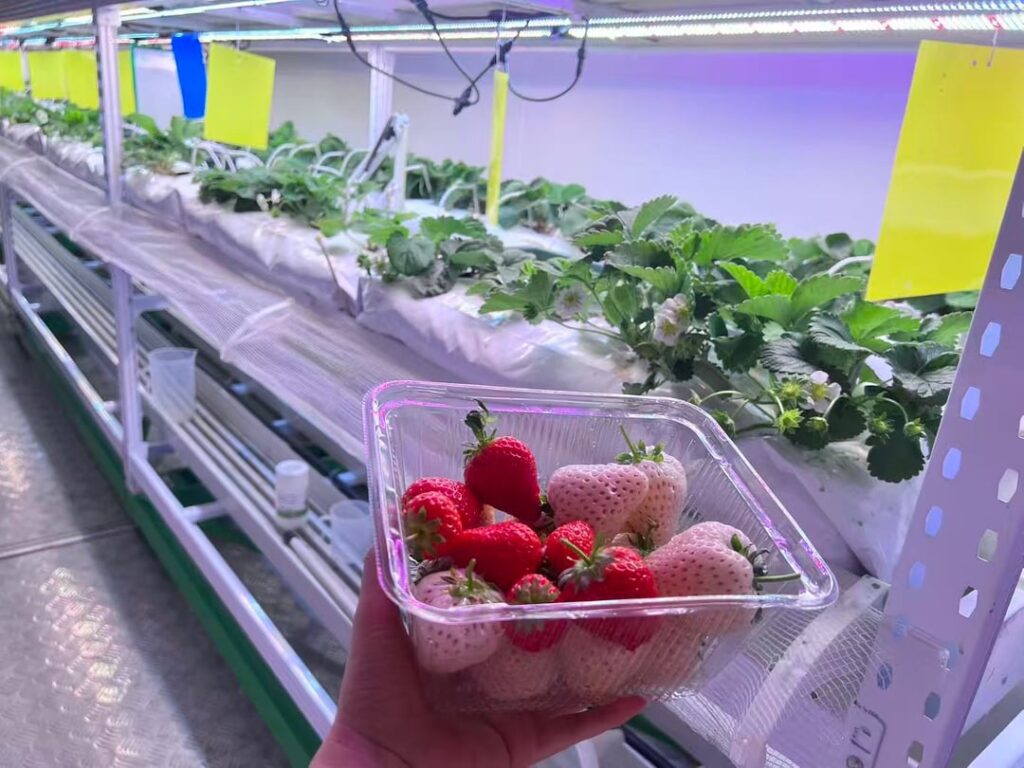 Actually pretty proud of this. Hit 16.9 brix on my indoor strawberries today.