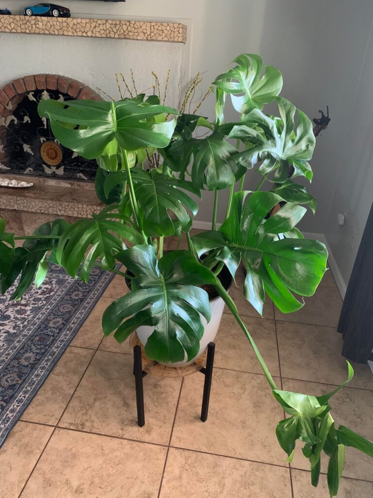 Help with monstera plant please!