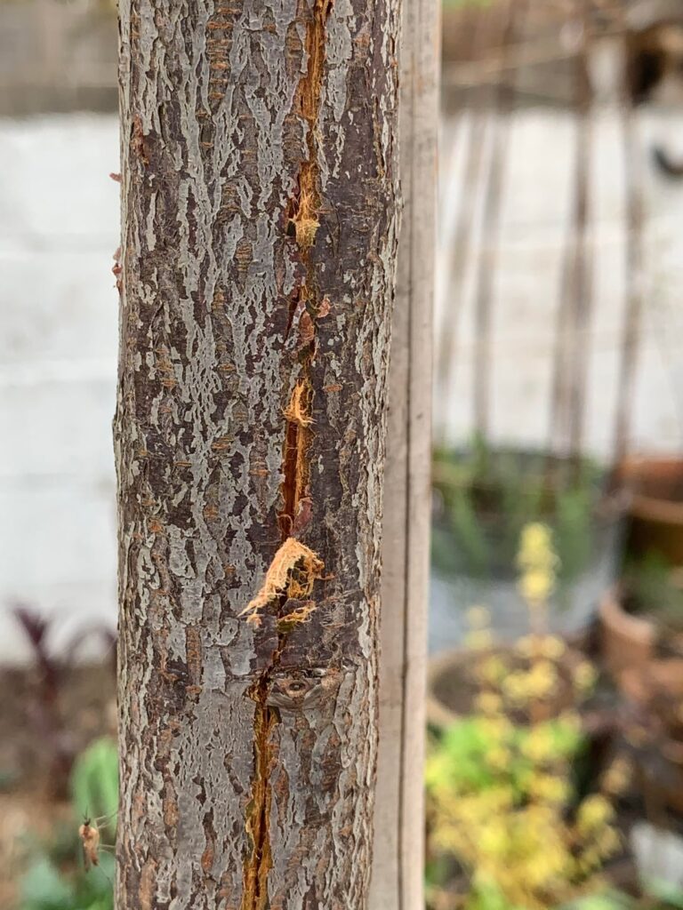 Advice re scratching on Prunus