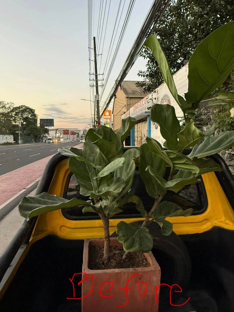Help with FLF