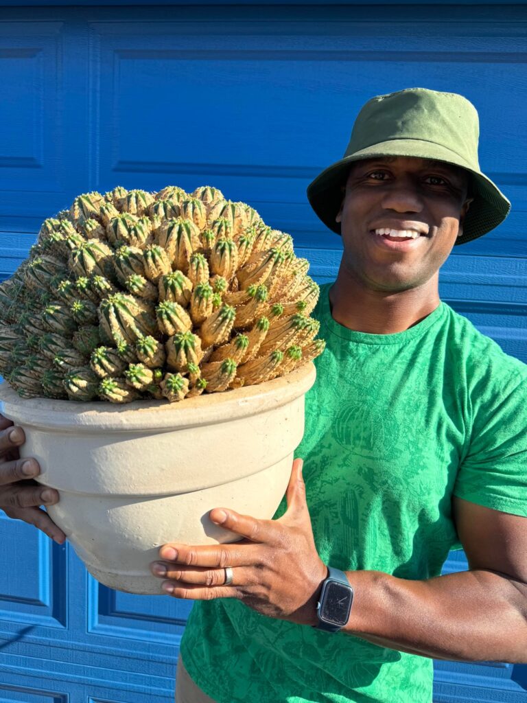 Euphorbia meloformis super specimen clump