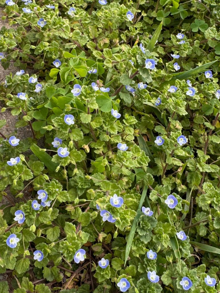 My alt lawn is starting to grow in! My alt lawn is starting to grow in!