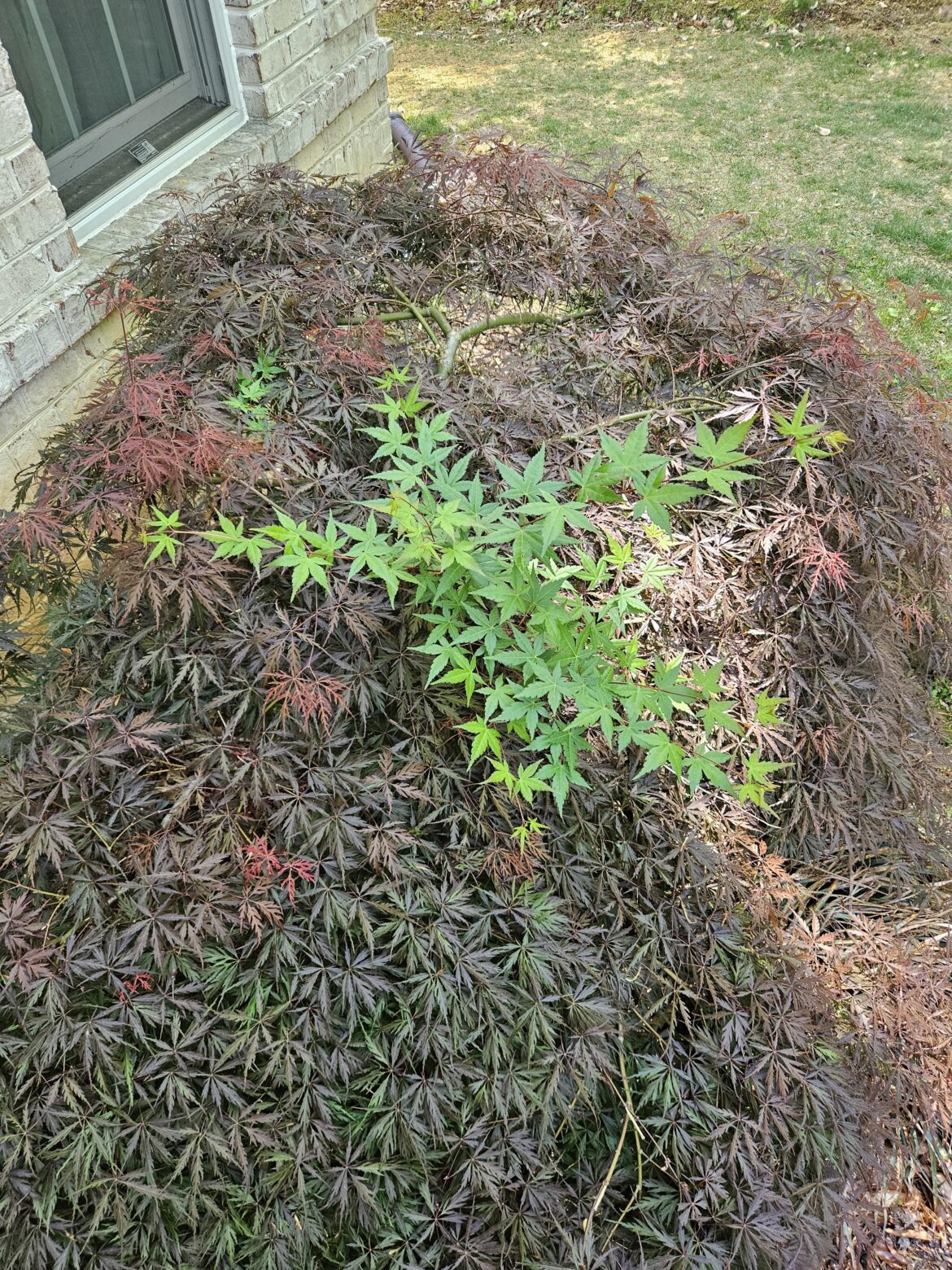This Japanese maple always has one branch with different leaves