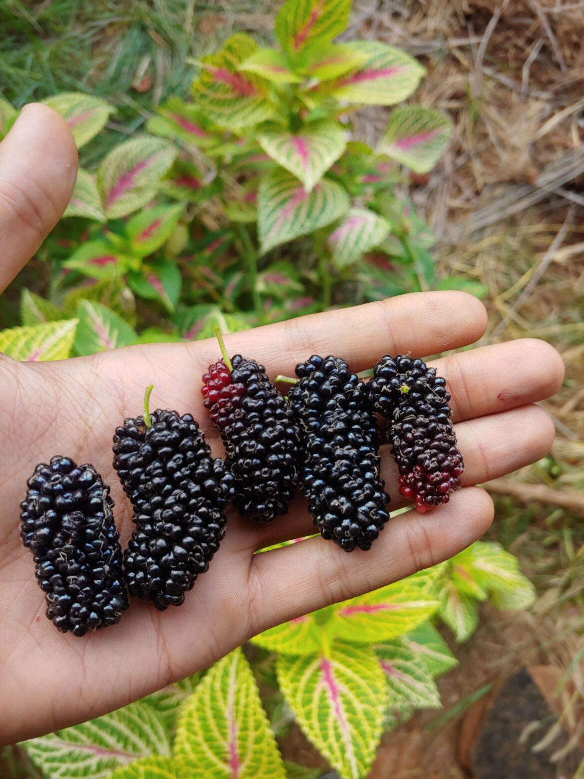 I'm so proud of my first fruit harvest
