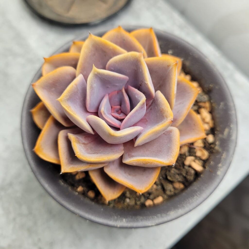 Purple Pearl or PvN?