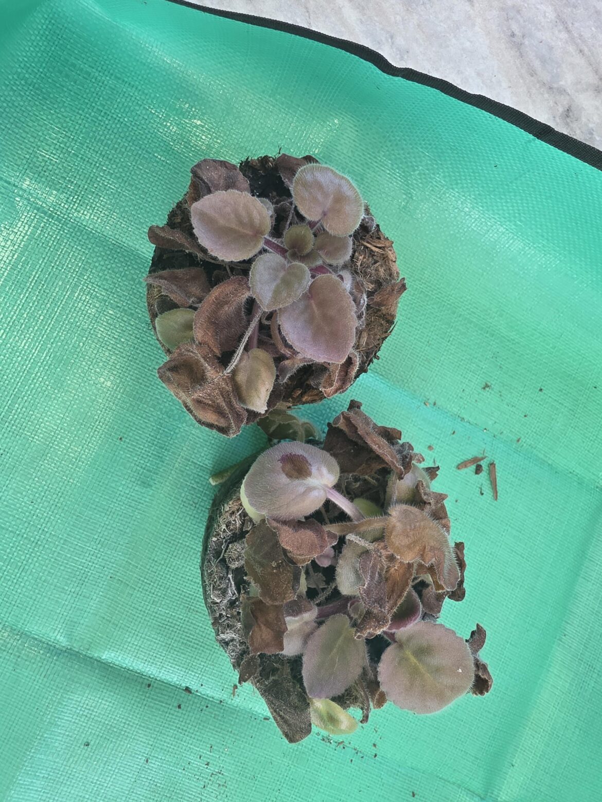 Any help appreciated...