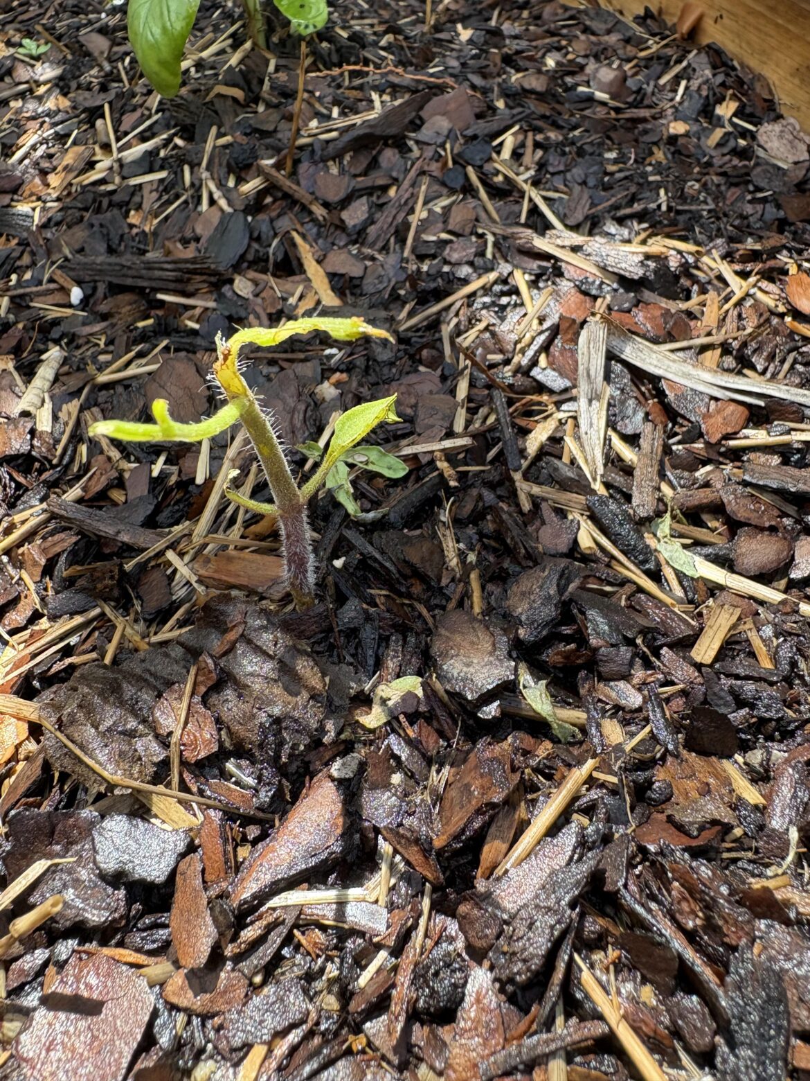 What’s wrong with my tomato plant?