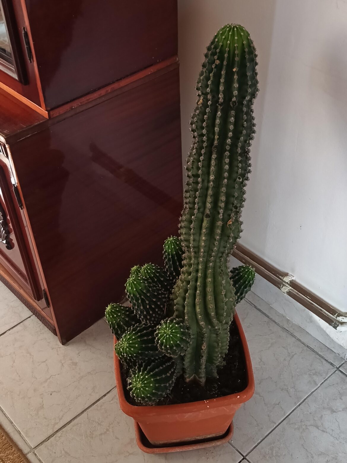 My grandmother's cactus