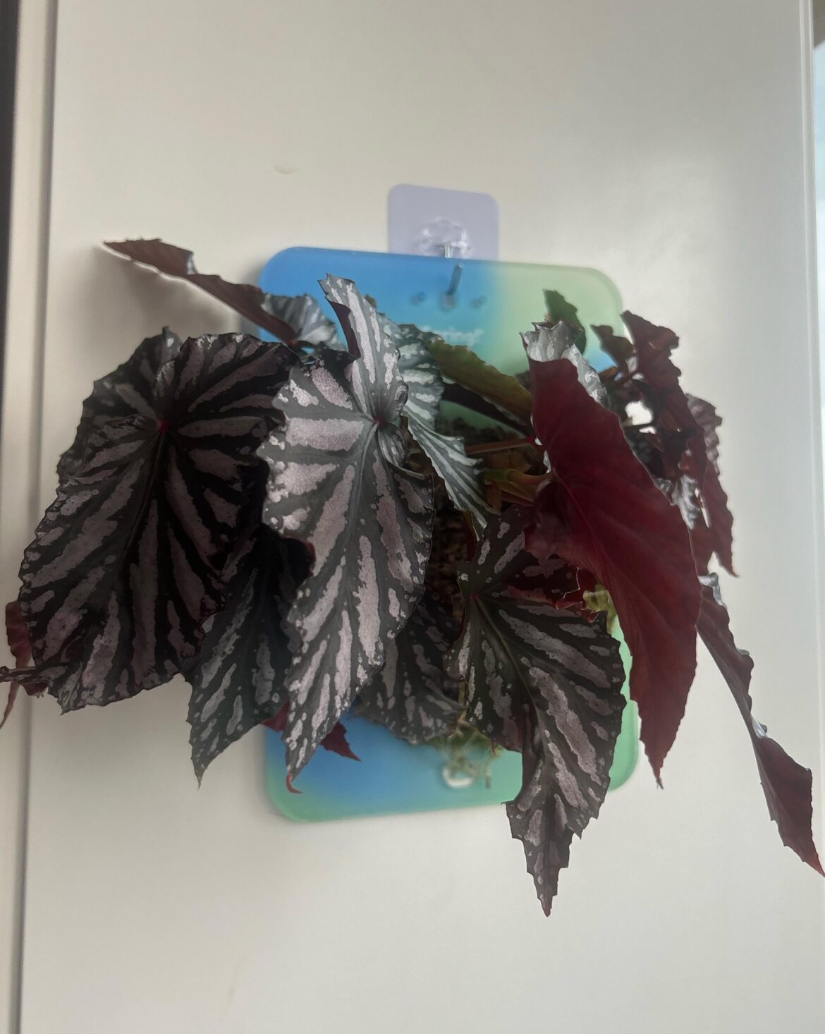 Got this beauty as a gift,and it’s my new favorite plant ever Got this beauty as a gift,and it’s my new favorite plant ever