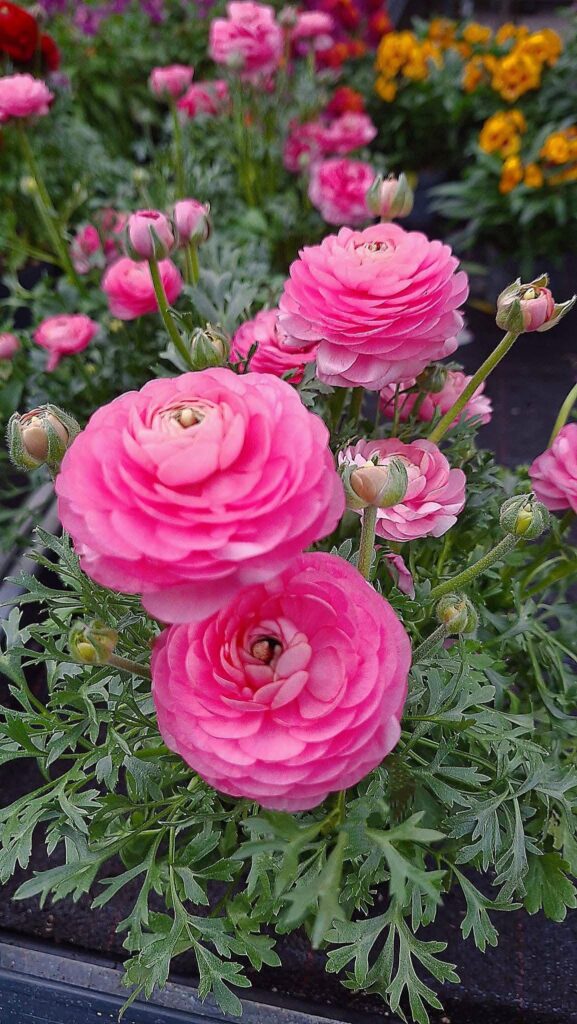 Ranunculus - Ran-Yun-kyu-Lus? - Anyways beautiful plant/flower.