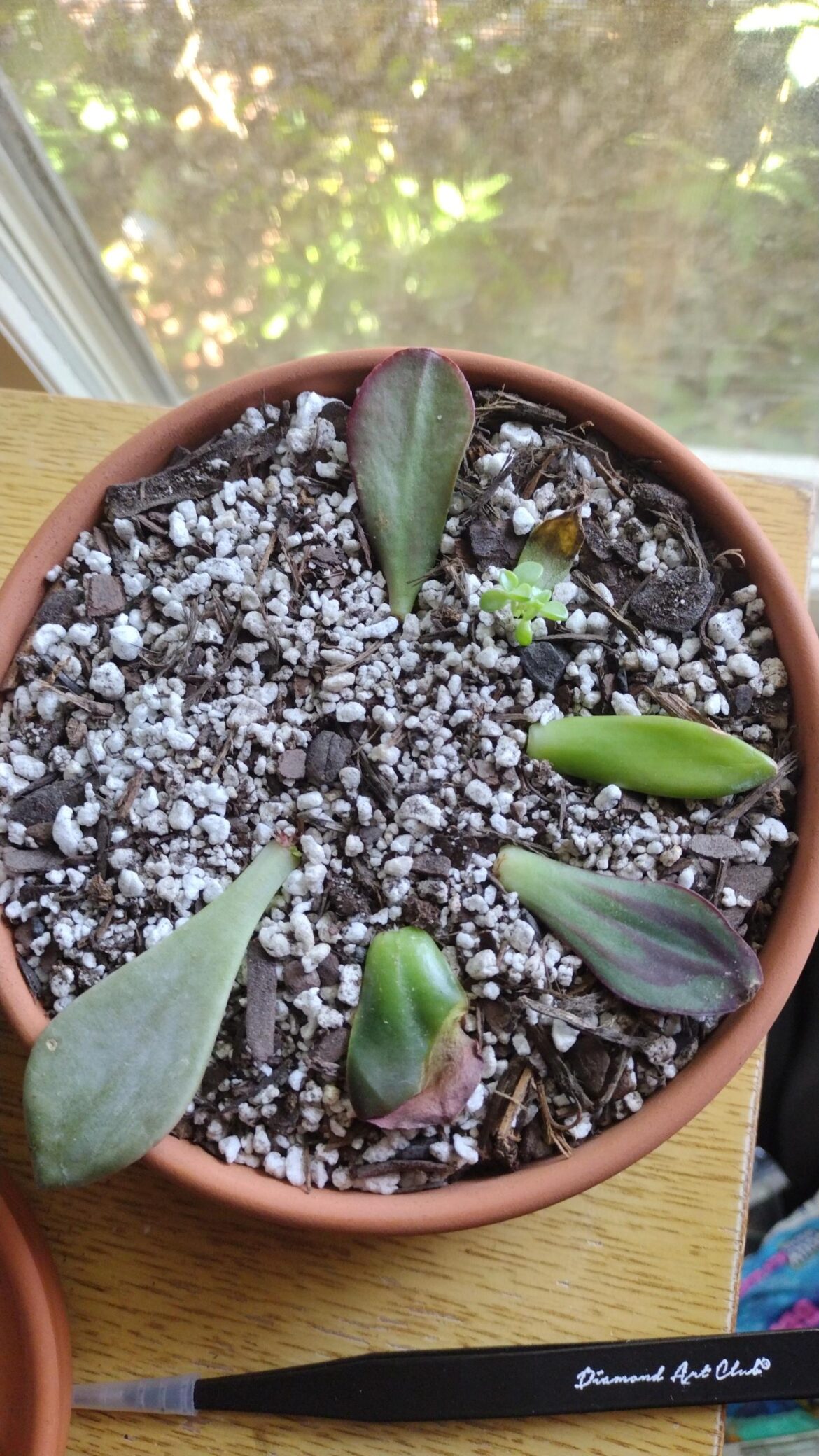 Lost Roots