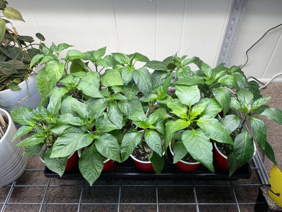 Got a few more weeks before they can go outside but I’m so happy with how the peppers look this year!