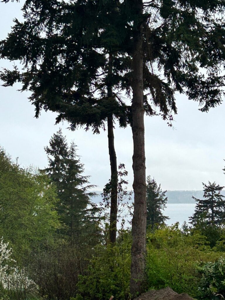 Landscapers cut large root of evergreen - help!